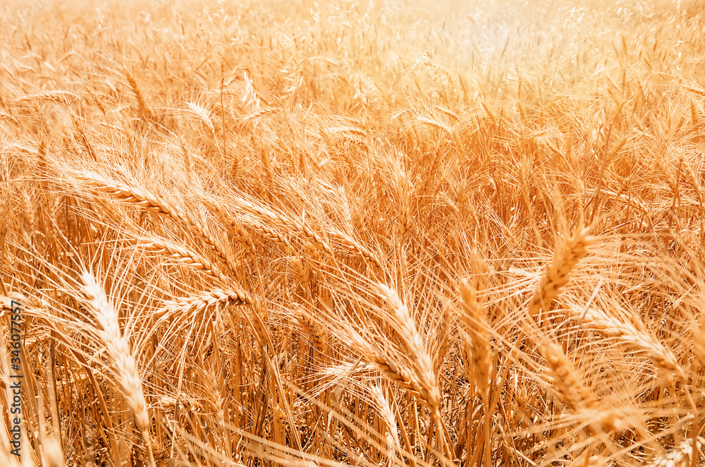 Wall mural gold wheat field. beautiful nature sunset landscape.