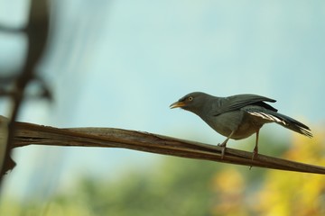 bird on a branch