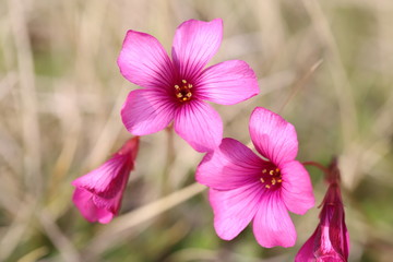 イモカタバミのピンクの花