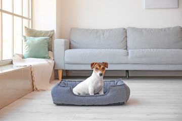 Cute dog in pet bed at home
