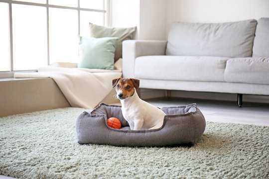 Cute Dog In Pet Bed At Home