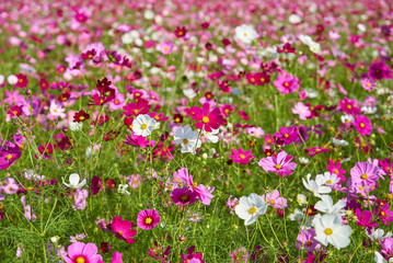 コスモス畑　生田目　益子町