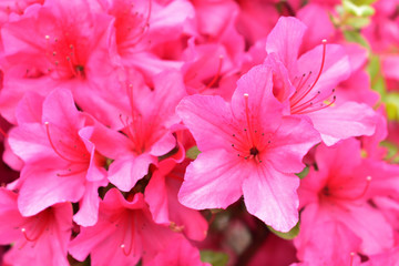 Image of Red azalea flower