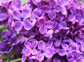Spring lilac violet flowers close up.
