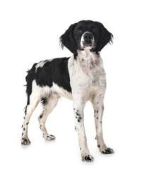 brittany dog in studio