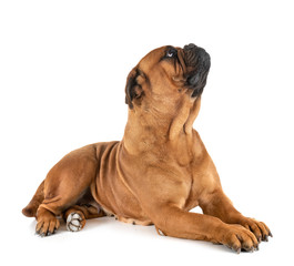 Obraz premium bullmastiff in studio