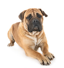 Obraz premium bullmastiff in studio
