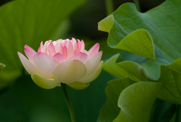 Obraz premium Lilies in Bloom