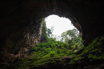 Tropical jungle inside a cave, Phong Nha, Vietnam
