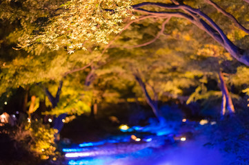東京都文京区駒込にある日本庭園のライトアップされた紅葉