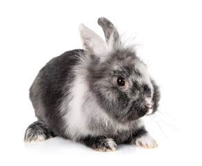 Obraz premium dwarf rabbit in studio