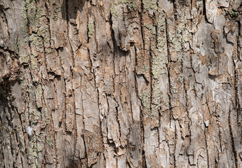 old tree with back as background 
