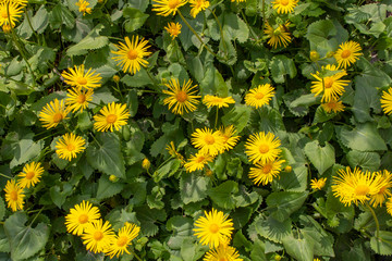 Yellow daisies. Blooming white daisies in the garden.