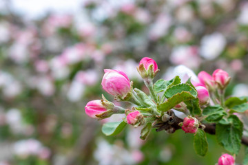 Blooming Apple tree in spring. Close up. Selective focus.