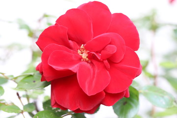 真っ赤なバラの花
