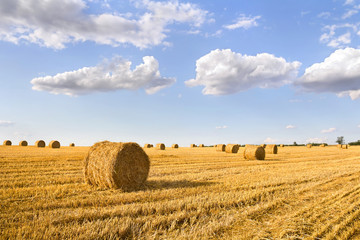 Fototapeta premium A field with straw bales after harvest on the sky background