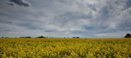 Rapeseed field with blue sky and clouds panorama