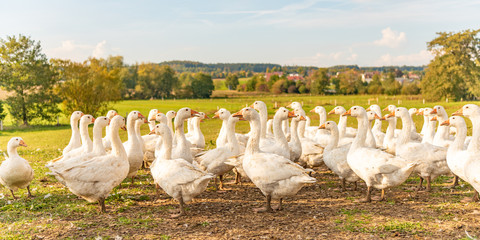 Many white fattening geese on a meadow
