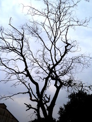 dead tree in the winter , tree branch , tree silhouettes , tre