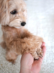 女性の手に前足を乗せるかわいい小型犬のマルプー