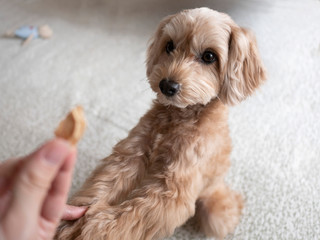 おやつのビスケットを女性からもらうかわいい小型犬【マルプー】