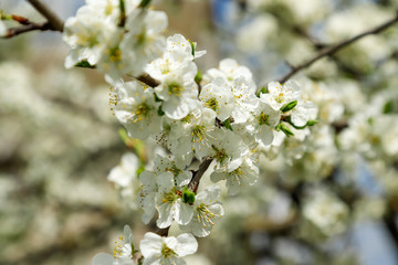 Blooming plum tree in spring, close-up