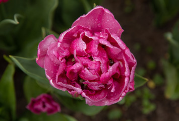 Tulip with green background