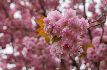 Cherry tree blooming 
