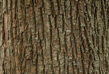 Fototapeta premium wood of a tree as background 