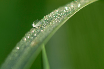 Dew drop on a green leaf. close up