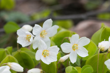 Wood Sorrel (Oxalis) flowers in spring
