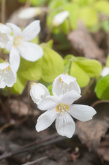 Wood Sorrel (Oxalis) flowers in spring