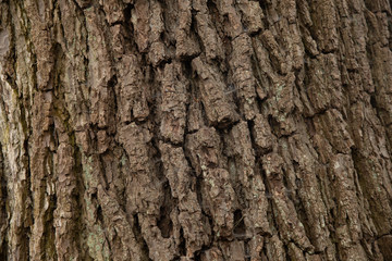 wood of a tree as background 