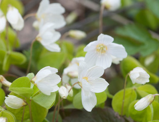 Wood Sorrel (Oxalis) flowers in spring