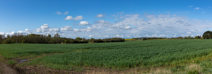 Tracks into the field of crops with blue sky and clouds 