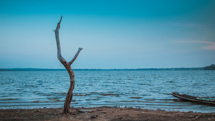 One old dried tree in sand beach  and blue sky, loneliness concept, desert landscape copy space