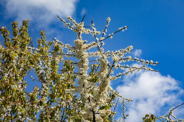 tree blooming in the spring