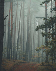 Amazing atmosphere in the moody pine forest full of autumn colors.