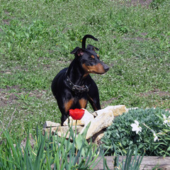 German Pinscher on a walk in the country