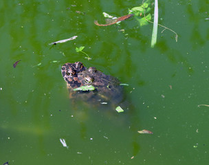 A pair of toads in a spring green swamp