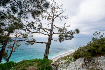Fototapeta na wymiar Pine on the coast. The sea in the background.