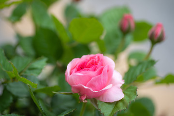 pink rose