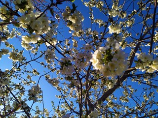 A cherry tree with large white flowers against a blue sky.