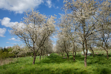 Fototapeta premium Alley of apple trees with blue sky and clouds