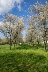 Alley of apple trees with blue sky and clouds