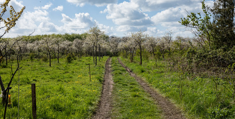 Obraz premium tracks going into the apple field