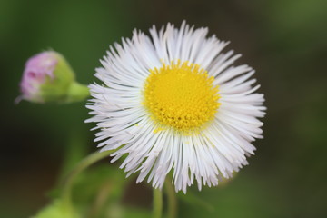 Obraz premium ハルジオンの花