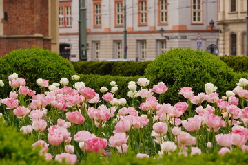 Meadow or field of pale pink tulips on blurred background of old city. Spring blossom flower bed in city landscape,selective focus.