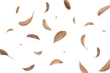 green and dry leaves flying on white background,motion blur 