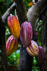 Cocoa Pods ripening on a tree